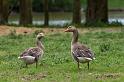 17 Natuurpark Lelystad, grauwe ganzen